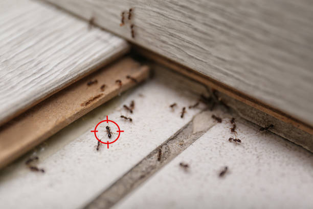 Best Commercial Pest Control Services  in Bear Rocks, PA